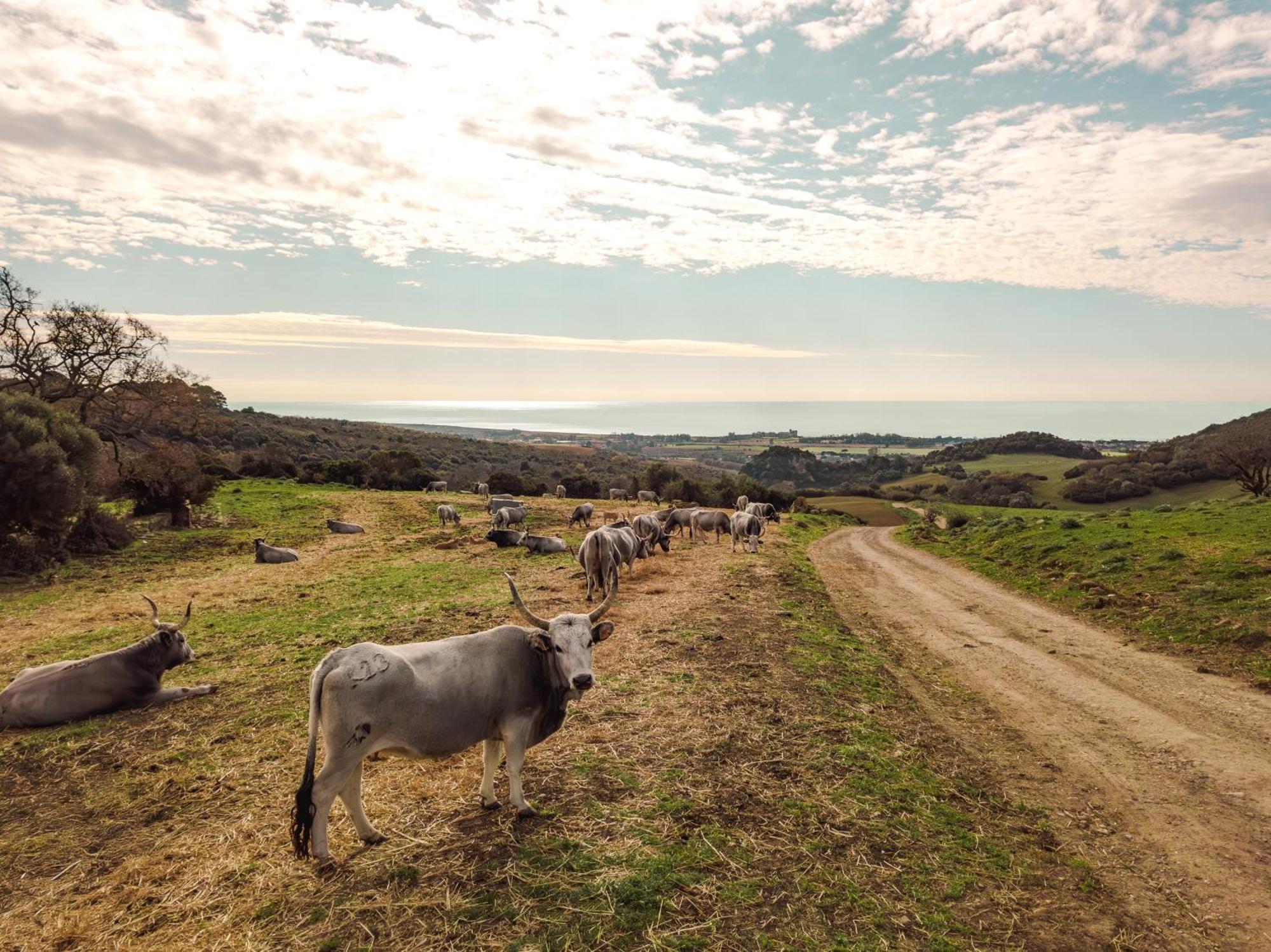 Agriturismo Morani サンタ・セヴェラ エクステリア 写真